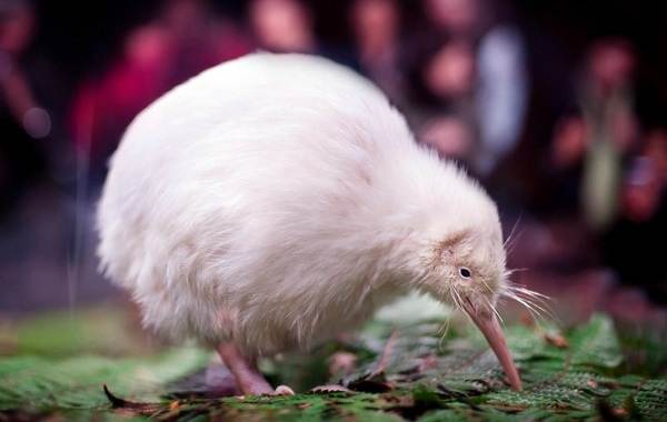 Описание-особенности-вида-образа жизни-и-среды обитания-киви-птицы-15