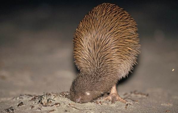 Киви-птица-описание-особенности-виды-образ жизни-и-среда обитания-киви-птица-4