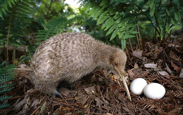 Киви-птица-Описание-особенности-видов-образ жизни-и-среда обитания-киви-птица-9