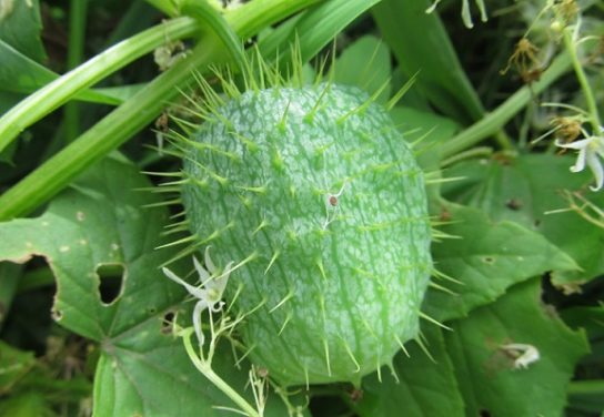 Крымские эндемичные растения и животные