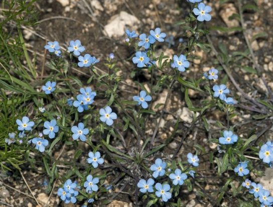Животные, занесенные в Красную книгу Красноярского края - названия, описание