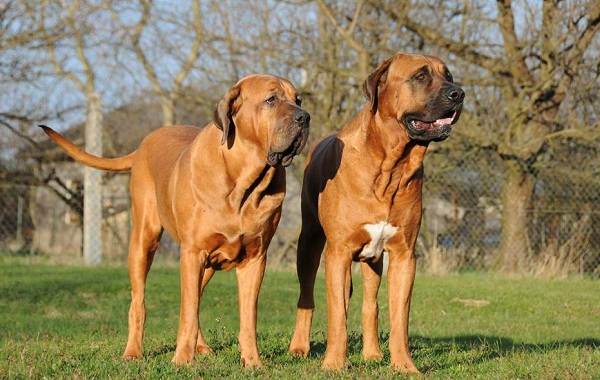 Бойцовские породы собак, описание, названия и типы бойцовских собак, 22