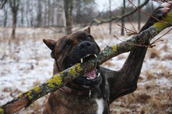 Описание бойцовских пород собак, названия и типы бойцовских собак-3