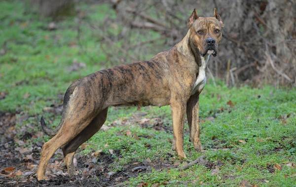 Описание бойцовских пород собак, названия и типы бойцовских собак-4