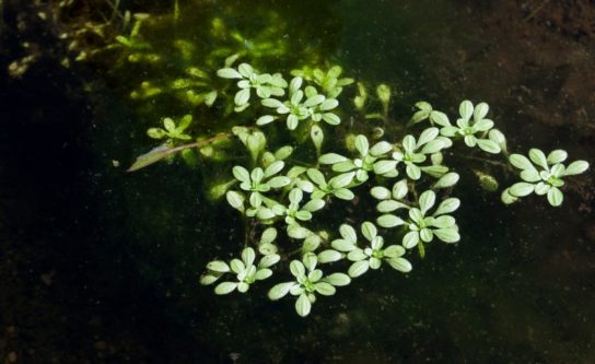 Животные, занесенные в Красную книгу Красноярского края - названия, описание