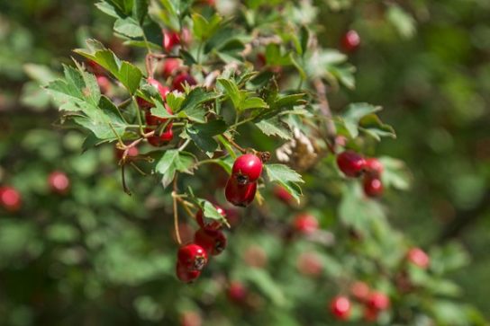 Крымские эндемичные растения и животные