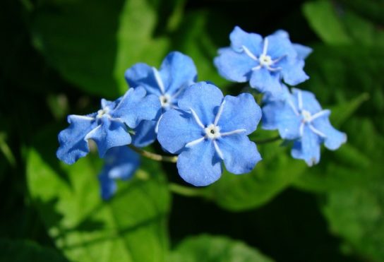 Животные, занесенные в Красную книгу Красноярского края - названия, описание