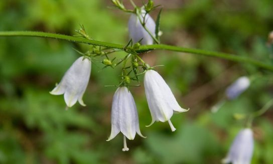Животные, занесенные в Красную книгу Красноярского края - названия, описание