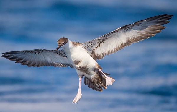 Буревестник-птица-Описание-особенности-виды-образ-жизни-и-среда-обитания-буревестника-5