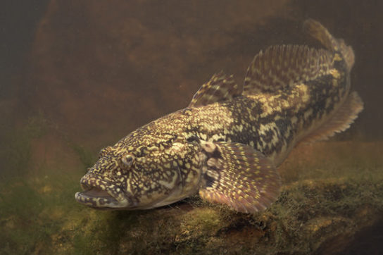 Крымские эндемичные растения и животные