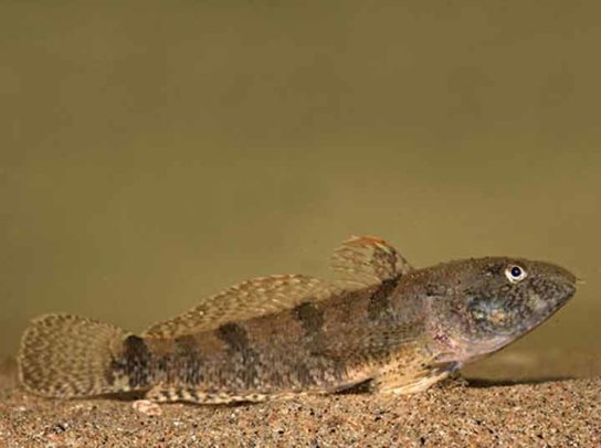 Крымские эндемичные растения и животные