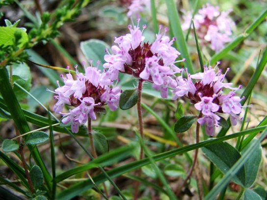 Красная книга Краснодарского края