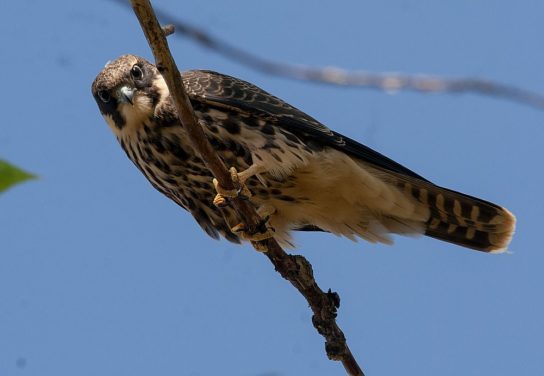 Растительный мир Африки: список редких представителей флоры и фауны, эндемики африканского континента