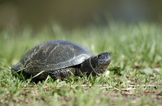 Крымские эндемичные растения и животные