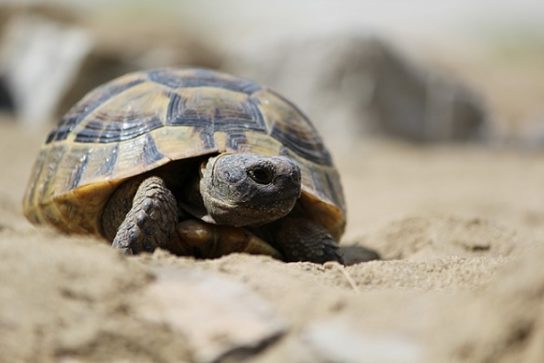 Красная книга Краснодарского края