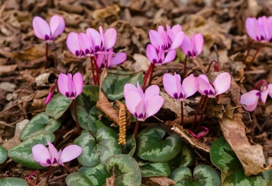 Красная книга Краснодарского края