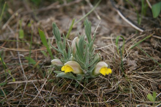 Крымские эндемичные растения и животные