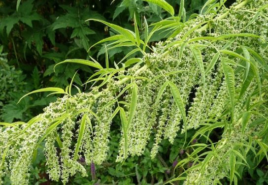 Красная книга Краснодарского края