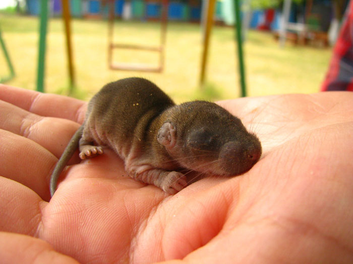 Как отличить слепыша от крота: строение тела, образ жизни и размножение животных