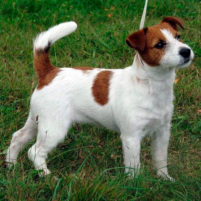 джек-погремушка-терьер