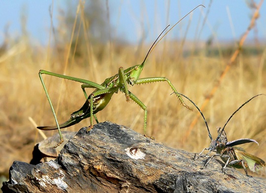Красная книга Краснодарского края