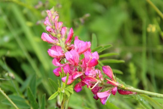 Красная книга Краснодарского края