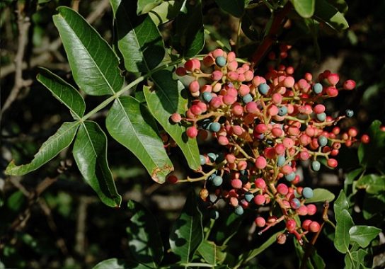 Красная книга Краснодарского края