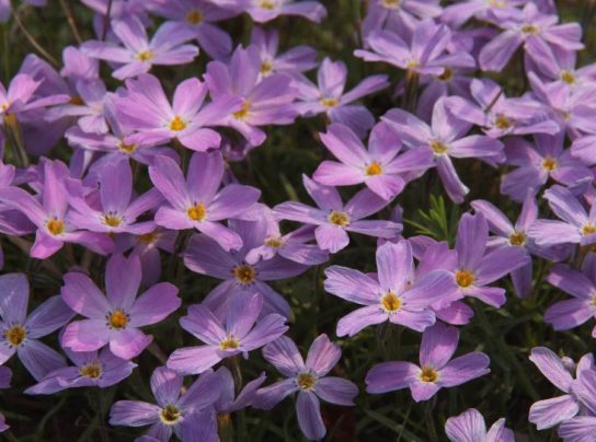 Животные, занесенные в Красную книгу Красноярского края - названия, описание