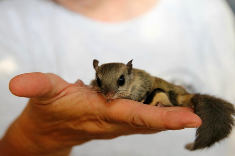 Белка-летяга:  описание животного, особенности, виды, образ жизни