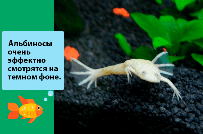 альбинос на темном фоне альбинос на темном фоне