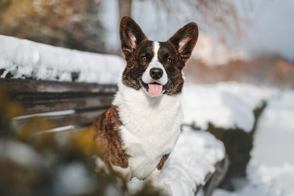 одиннадцать