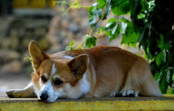 одиннадцать