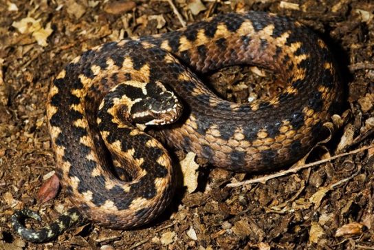 Красная книга Краснодарского края