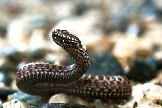 Красная книга Краснодарского края