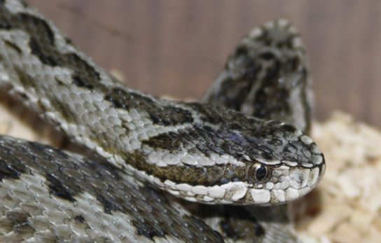 Красная книга Краснодарского края