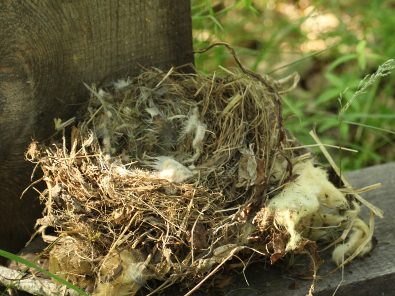 Горихвостки – описание, ареал, рацион, враги, популяция