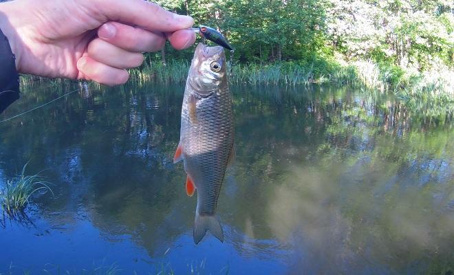 Ловля голавля на спиннинг: всё от подбора снасти до техники ловли