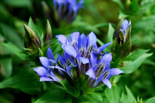 Животные, занесенные в Красную книгу Красноярского края - названия, описание