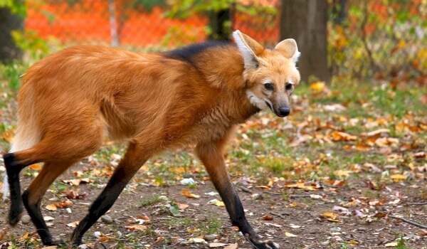 Гривистый волк фото Гривистый волк фото