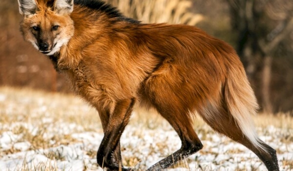 Гривистый волк Гривистый волк