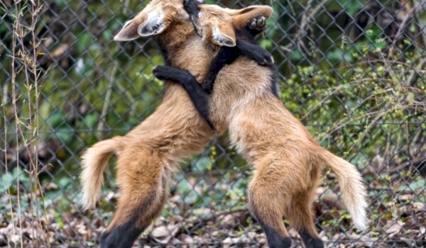 Размножение гривистого волка Размножение гривистого волка