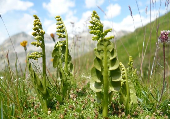Крымские эндемичные растения и животные