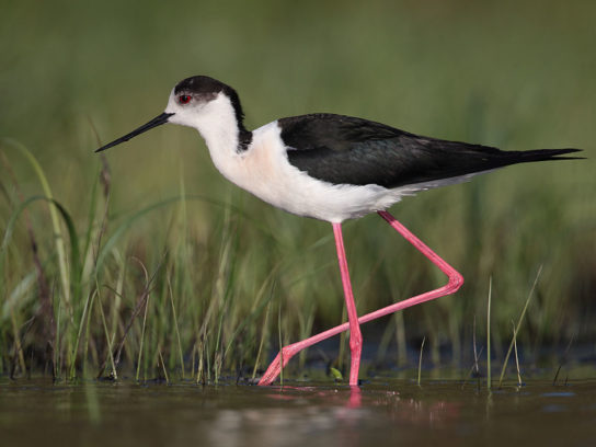 Крымские эндемичные растения и животные