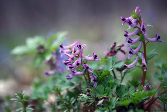 Животные, занесенные в Красную книгу Красноярского края - названия, описание