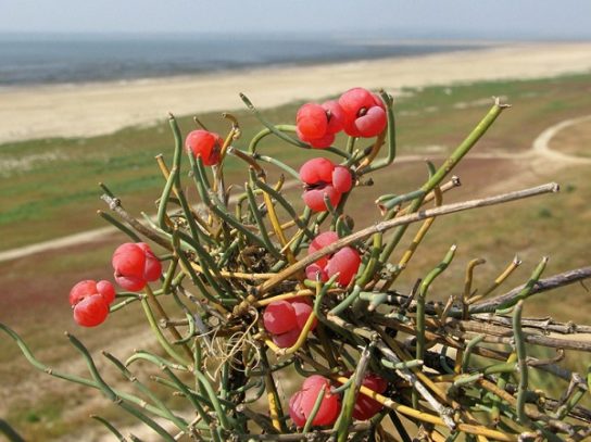 Красная книга Краснодарского края