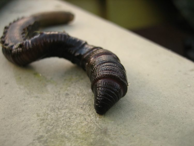 Всё о черве пескожиле, где искать, как добыть, хранить и лучшие способы насадки на крючок