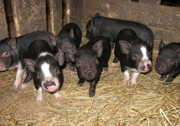 Вы можете купить поросят любого помета