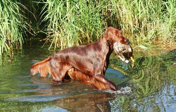 Ирландский-сеттер-собака-Описание-особенности-виды-уход-и-содержание-породы-12