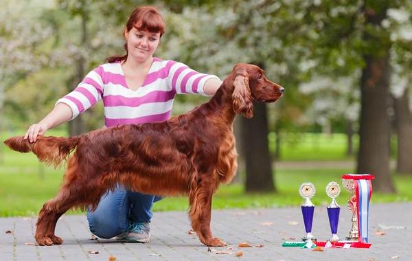 Ирландский-сеттер-собака-Описание-особенности-виды-уход-и-содержание-породы-14