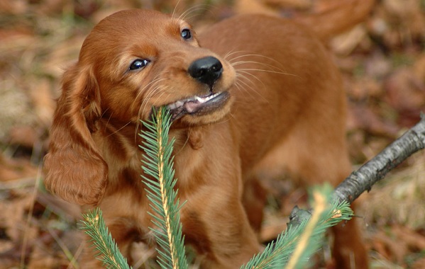 Ирландский-сеттер-собака-Описание-особенности-виды-уход-и-содержание-породы-17